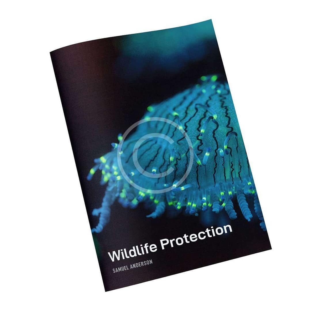 Creatures of The Ocean