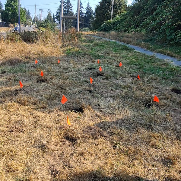 Camas Planting #30
