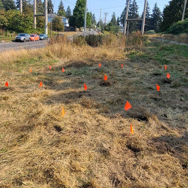 Camas Planting #31